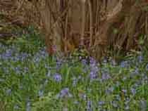 Eversden Wood